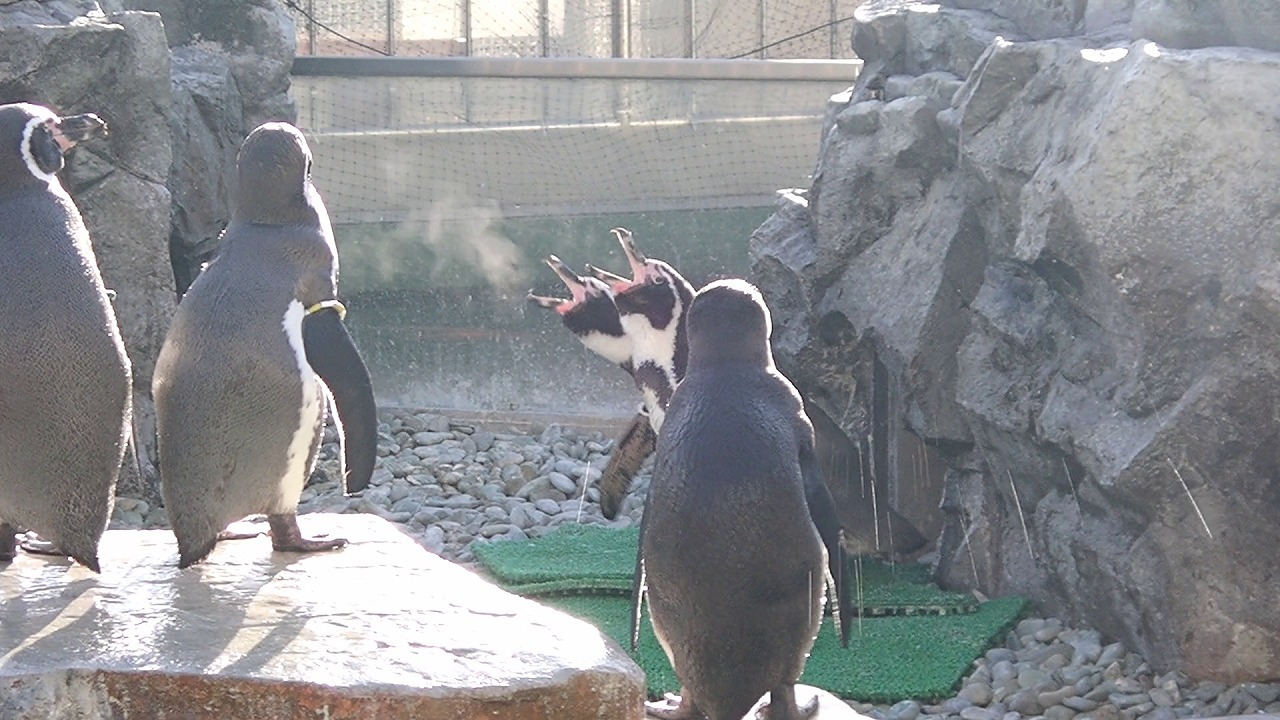 鳴いているペンギンの口から白い息が出ている