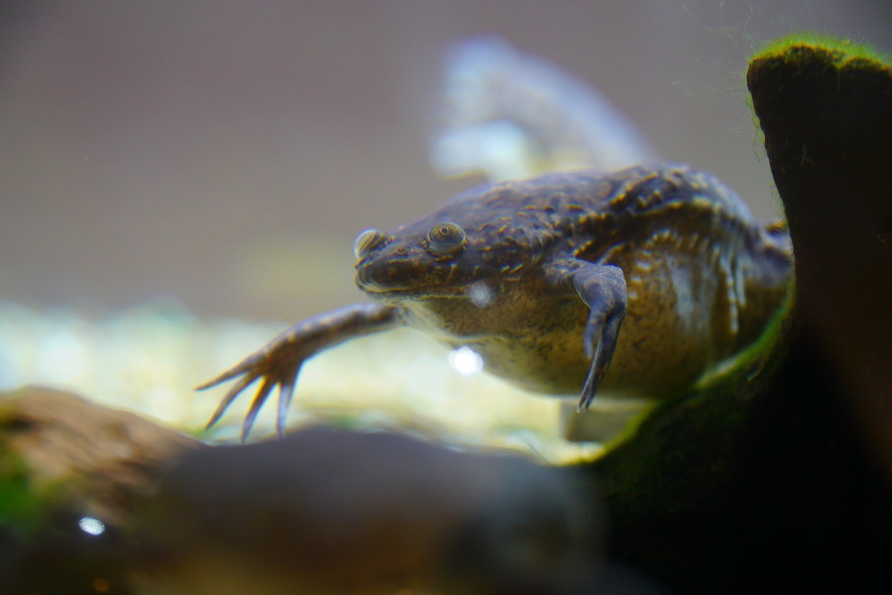 アフリカツメガエルの目は上向き