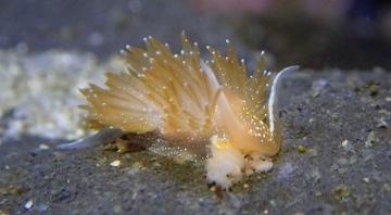 ヒドロ虫を食べるアカエラミノウミウシ4