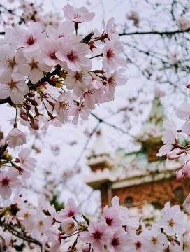 水族館の桜