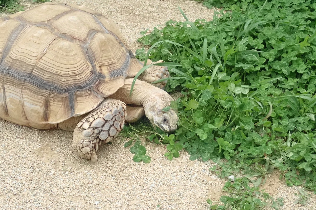 草を食べるケヅメリクガメ2