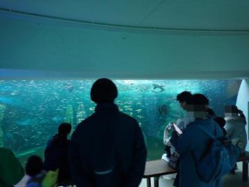 播磨灘大水槽のエサやりの様子