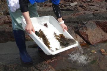 採集した生き物を海に返している
