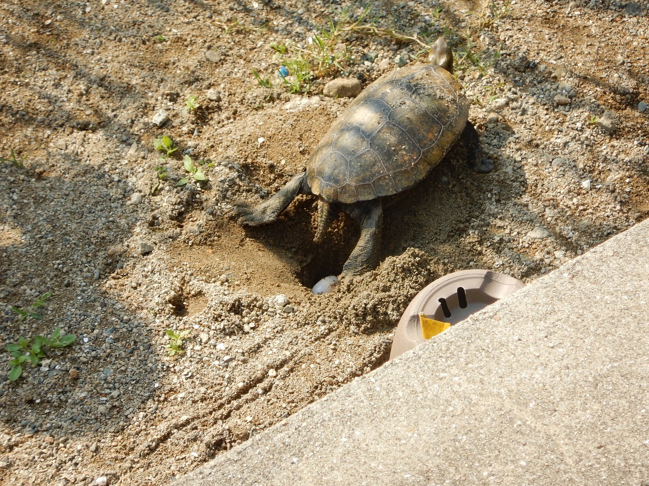 産卵するカメ