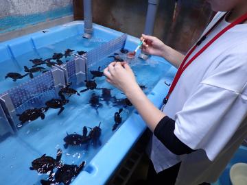 仔ウミガメにミンチ状の餌を与える実習生