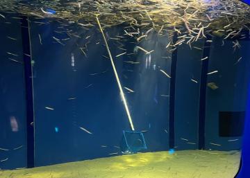 水槽の上から網を入れて魚を掬い上げている