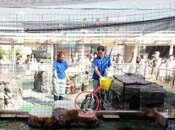 お手製のカゴでなく、いつもの黄色いバケツに釘付けのNo.12
