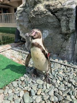 No.12という名のペンギン