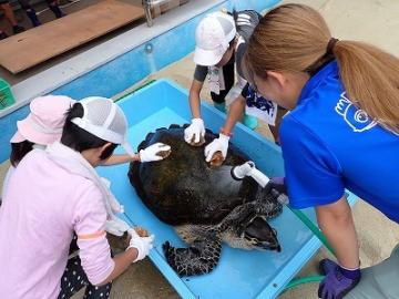 ウミガメの甲羅を掃除する様子