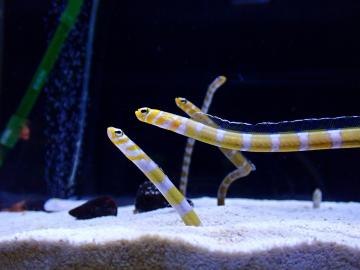 ニシキアナゴの写真