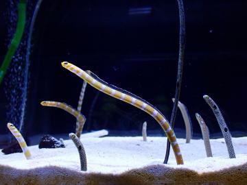 チンアナゴ水槽