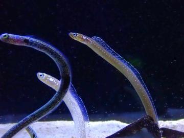 シンジュアナゴの写真