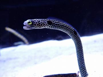 砂地の堀った巣穴から体を出すチンアナゴ