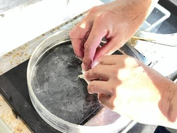 ヤリタナゴのお腹を刺激