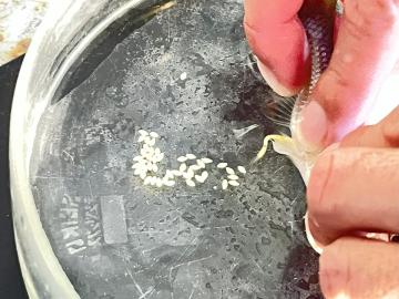 卵を放出しているところ