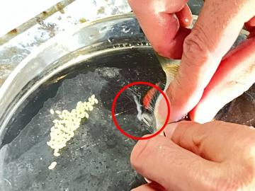 精子を放出しているところ