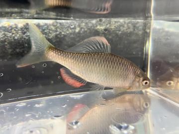 オスのヤリタナゴ