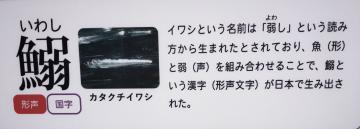 ヨワシという読みから、魚へんに弱いでイワシという漢字が日本で作られた