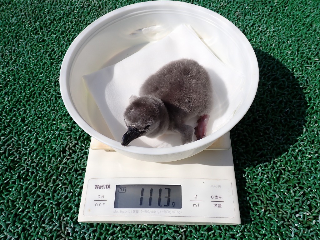 ふ化後0日目 体重111g