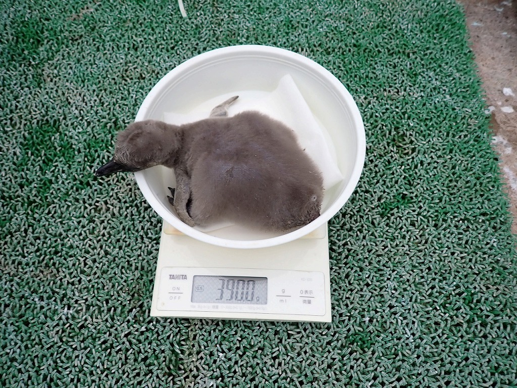 ふ化後7日目 体重390g