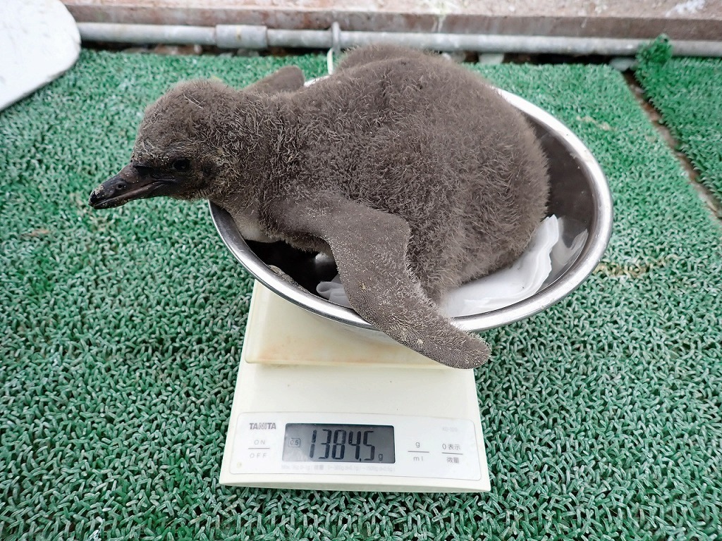ふ化後20日目 体重1384g