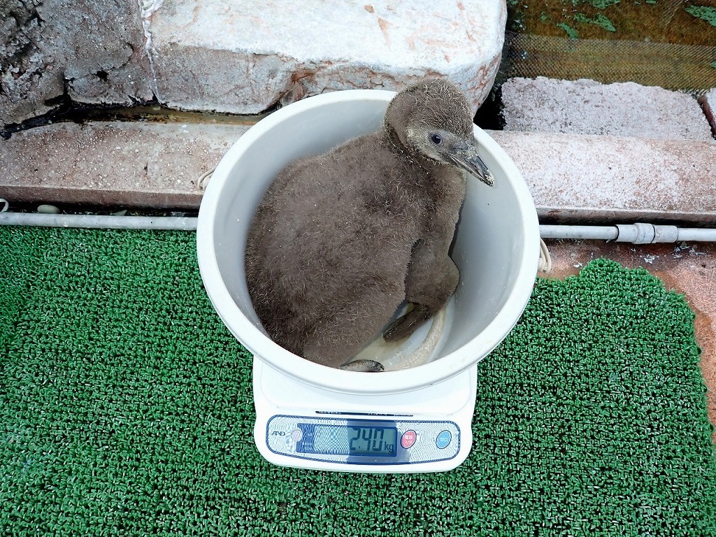ふ化後35日目 体重2400g