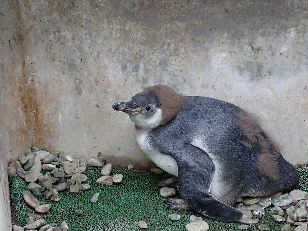 ふ化後58日目 体重3340g
