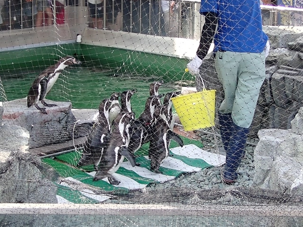 横断歩道に見立てたシートを渡るペンギンたち
