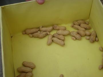 ピーナッツの節分豆