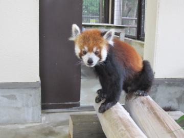 レッサーパンダの「ひなた」