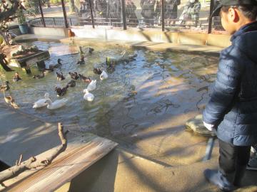 水鳥に餌やり