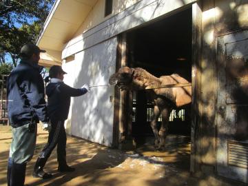 ラクダに餌やり