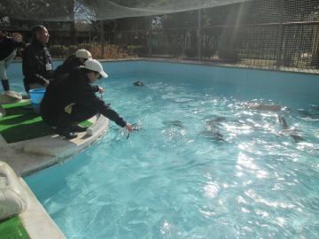 ペンギン餌やり