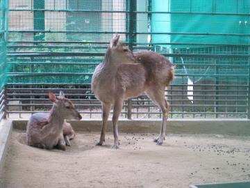 ロビンとボニーの写真