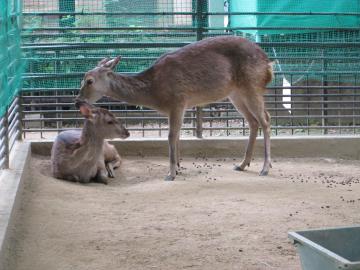 ボニーを愛撫するロビンの写真