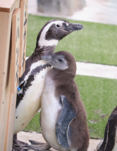 ペンギンの写真1
