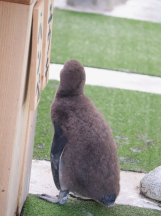 ペンギンの写真3