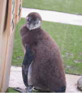 ペンギンの写真4
