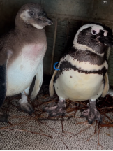 ペンギンの写真5