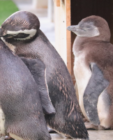 ペンギンの写真6