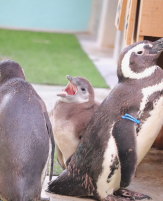 ペンギンの写真7