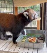 レッサーパンダのミホちゃんの写真