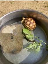 ケヅメリクガメの写真1