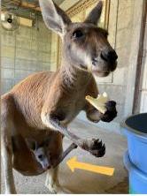 アカカンガルーの親子の写真1