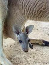 アカカンガルーの親子の写真2