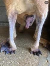 アカカンガルーの親子の写真3
