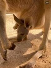アカカンガルーの親子の写真4