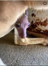 アカカンガルーの親子の写真5