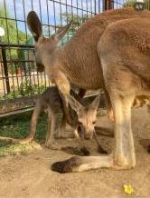 アカカンガルーの親子の写真6