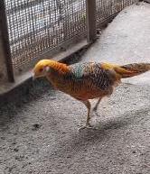 キンケイの写真1